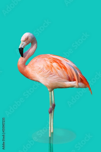 Fototapeta Sleepy flamingo standing in a turquoise lake - 2272