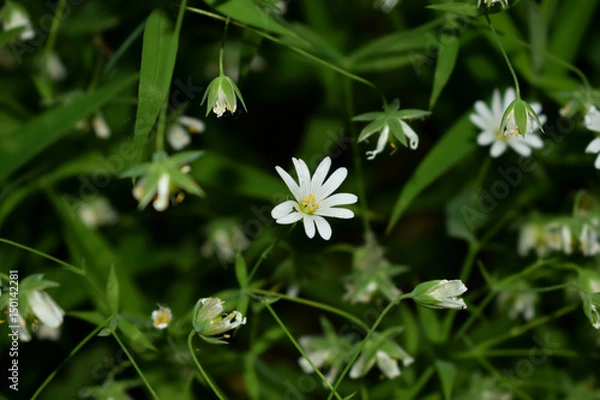 Fototapeta Дикие цветы