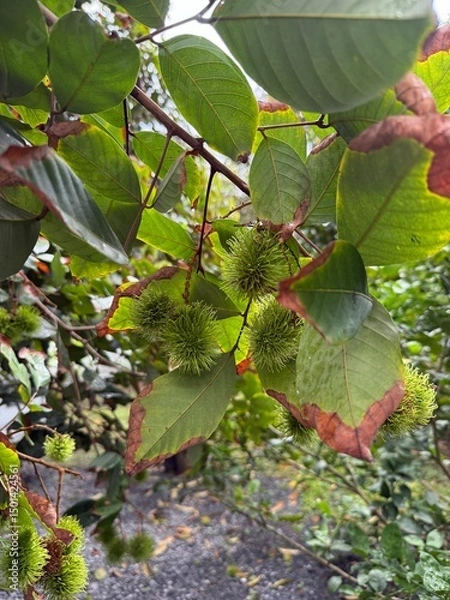 Obraz Young green rambutans hanging in clusters on the tree, surrounded by lush foliage a vivid scene of tropical abundance in fruiting season