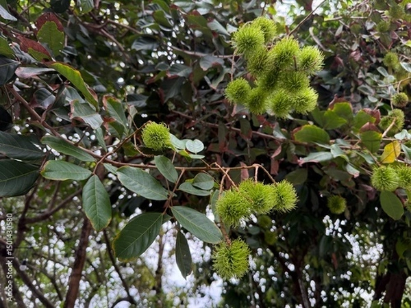 Obraz Young green rambutans hanging in clusters on the tree, surrounded by lush foliage a vivid scene of tropical abundance in fruiting season