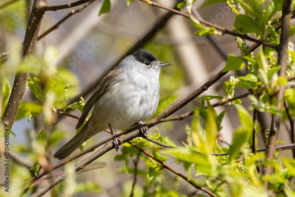 Obraz Blackcap