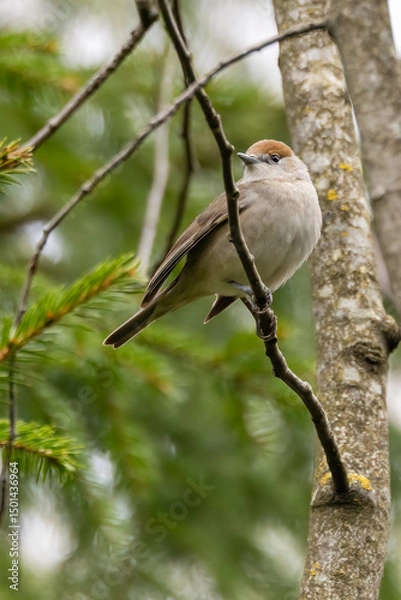 Obraz Blackcap