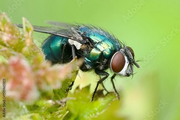 Fototapeta close up of a fly