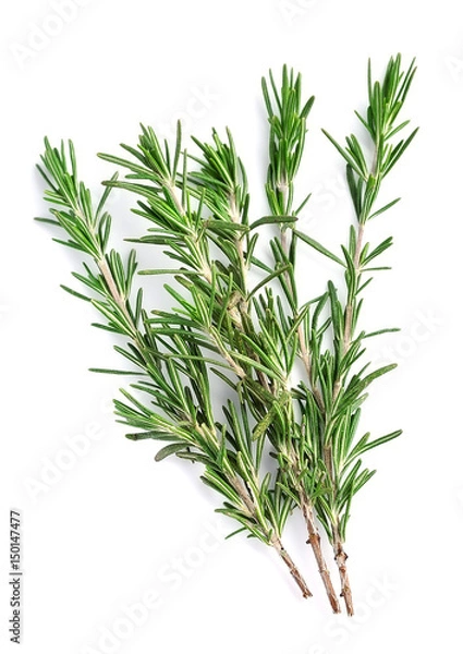 Fototapeta Twigs of rosemary