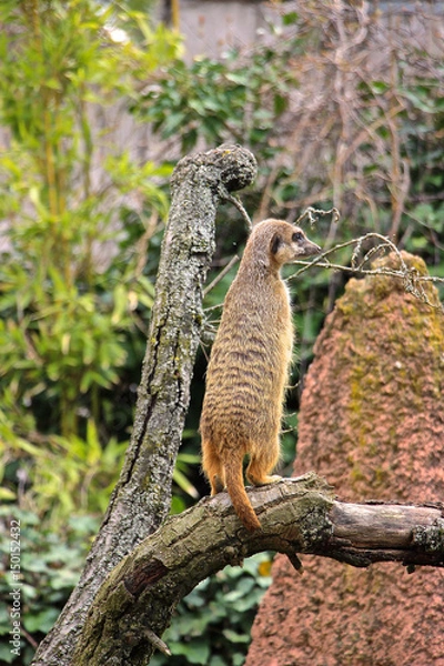 Obraz Erdmännchen hält auf einem Ast Ausschau 