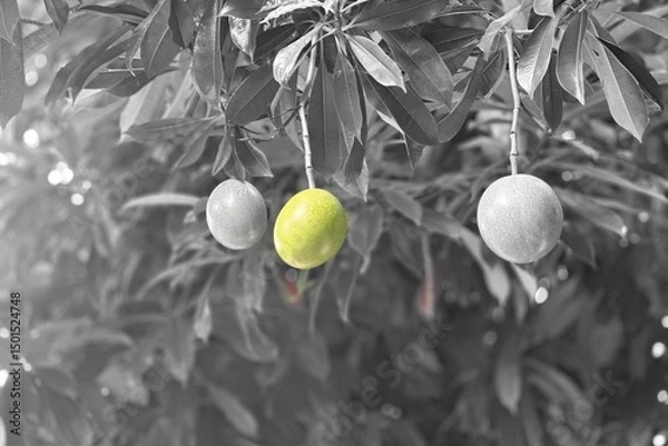 Obraz olive tree branch