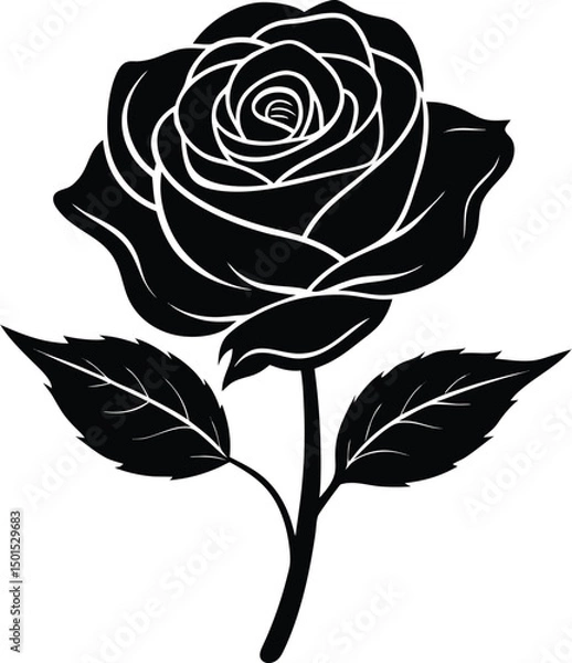 Fototapeta black rose isolated on white