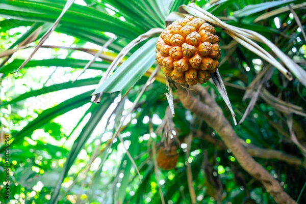 Obraz 南国フルーツ