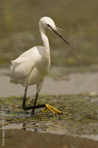 Obraz little egret