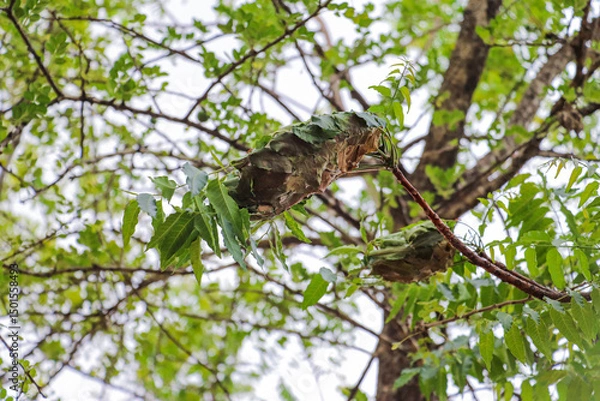 Fototapeta Weaver Ant Nest on Tree Branch Surrounded by Green Leaves