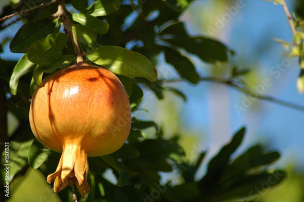 Obraz soczysty granat