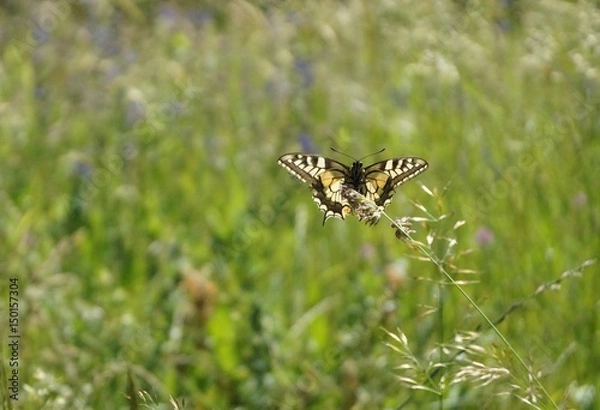 Obraz Farfalla nel prato