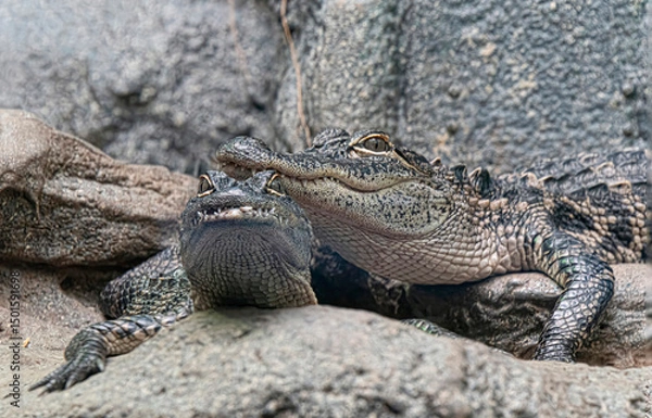 Fototapeta Close-up of a pair of alligators close each other one.