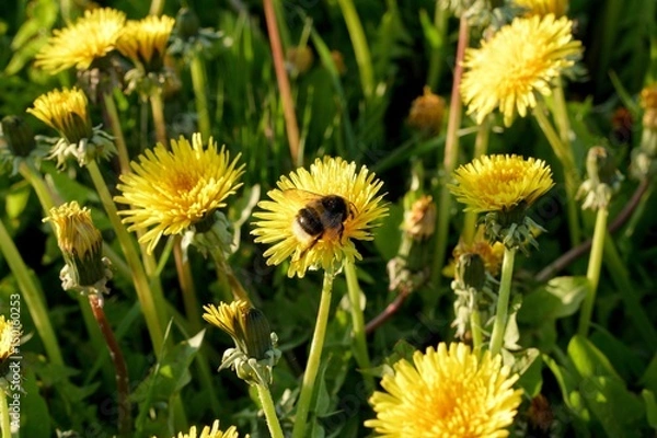 Fototapeta A bumblebee on a dandelion on a meadow