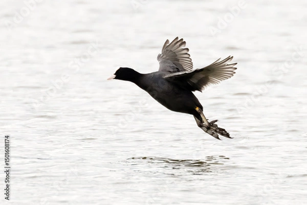 Obraz Eurasian coot