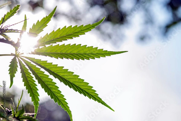 Obraz The sun's rays shine through cannabis leaves with dew drops on the tips.