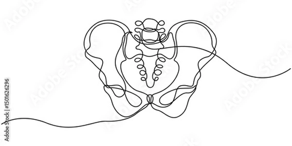 Fototapeta Human pelvic bone in continuous one line drawing. Anatomical structure. Editable vector, Part of the human skeleton - spine, pelvic bone and thighs. Orthopedic diagnostics. Line art graphic style