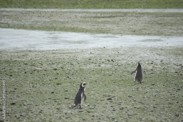 Fototapeta Magellanic penguin colony in Puerto Deseado