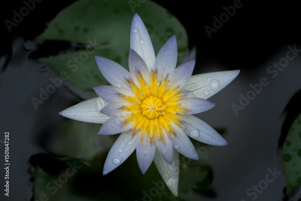 Obraz Blue lotus flower in full bloom, showing its harmonious symmetry and luminous nuances