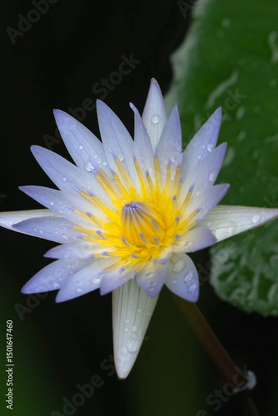 Obraz Blue lotus flower in full bloom, showing its harmonious symmetry and luminous nuances