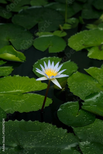 Obraz Blue lotus flower (Nymphaea caerulea) in a pond