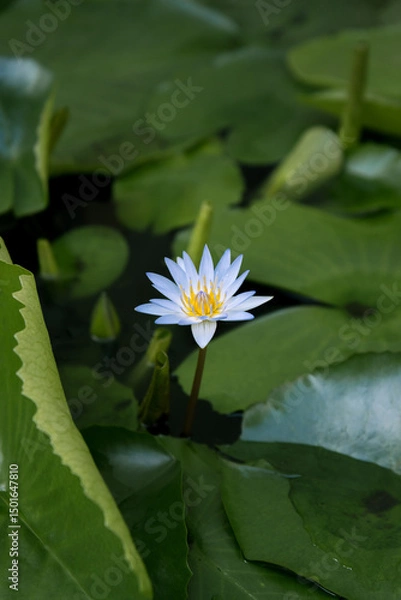 Obraz Blue lotus flower (Nymphaea caerulea), a symbol of wisdom and spiritual transcendence in Buddhism