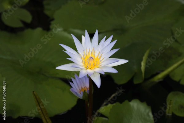 Obraz Blue lotus flower (Nymphaea caerulea), a symbol of wisdom and spiritual transcendence in Buddhism