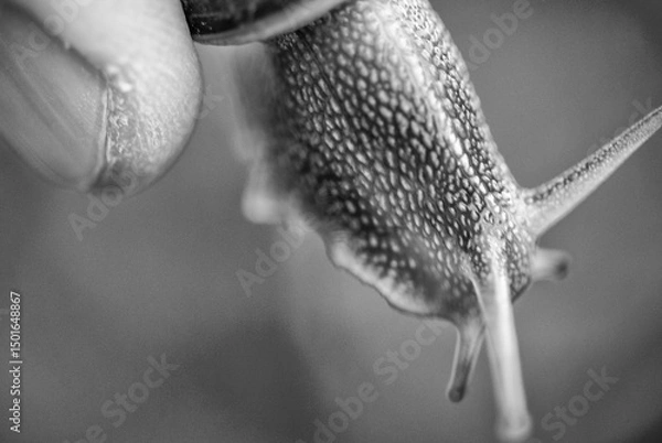 Fototapeta Snail walking on fresh green grass with detailed view of its spiral shell and slimy body