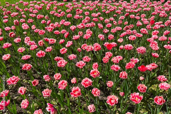 Fototapeta Blooming tulips of red and pink grow on field. Background image.