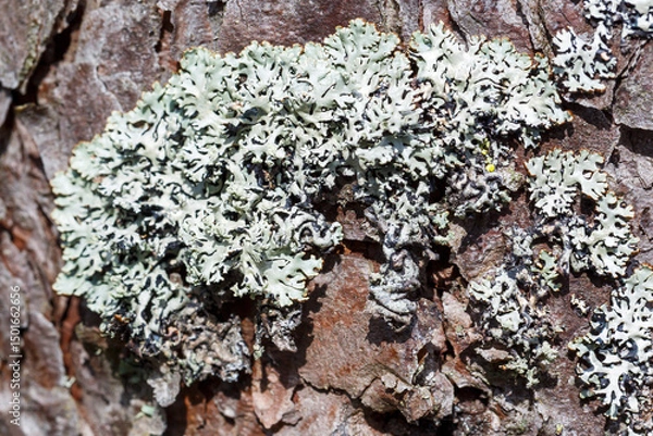 Fototapeta Lichen on the bark of a coniferous tree. Close-up, selective focus.