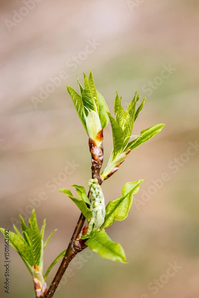 Fototapeta Young green leaves on a tree branch on a sunny spring day.