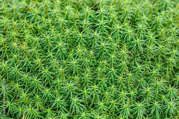Fototapeta The background image is made of natural green moss. Close-up, soft focus.