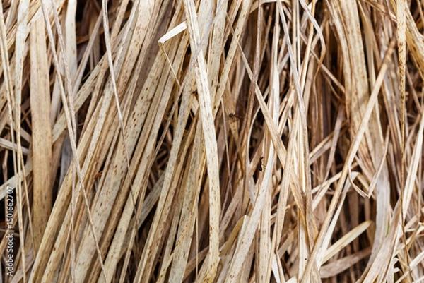 Fototapeta A background image made from the stalks of old, dry grass.