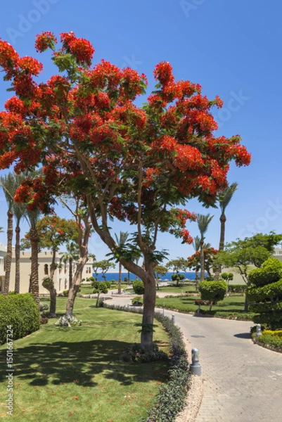Obraz Blooming Delonix regia in the resort garden of an Egyptian hotel.