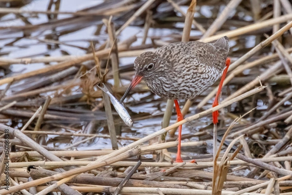 Obraz Common Redshank