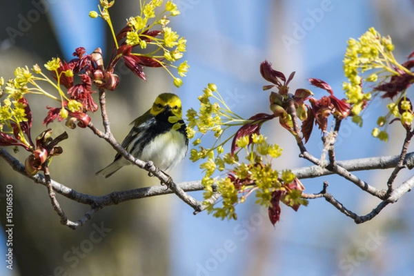 Obraz Black-throated Green Warbler
