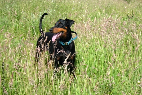 Fototapeta doberman dog in a wild field summer Cornwall uk