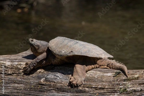 Obraz Common Snapping Turtle