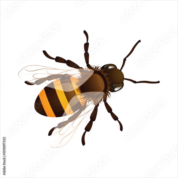 Obraz Honey bee isolated on white background