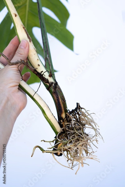 Obraz Hand holding a Monstera Albo cutting with Fresh Roots and Sprouting Shoot Isolated on White Background – Concept of Plant Propagation, Root Development, Natural Growth, and Botanical Education