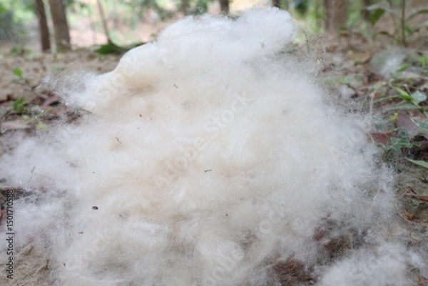 Obraz Cotton Fibre on hand collected from field