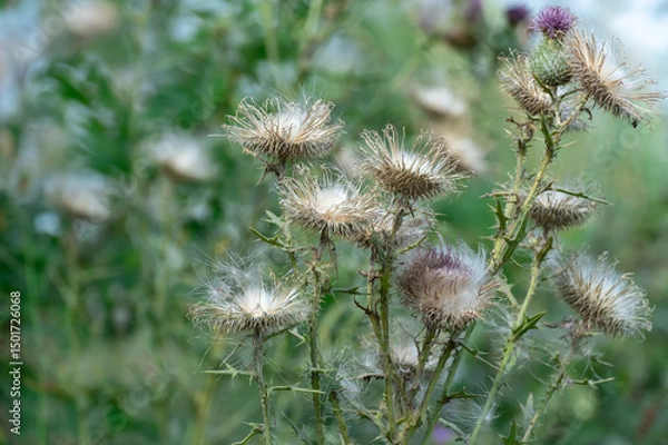 Obraz Sharp blooming field thistle with tufts of fluff close-up. Blossoming cirsium arvense or pink sow thistle growing in meadow. Carduus burdock of the asteraceae family dangerous to high nitrite content.
