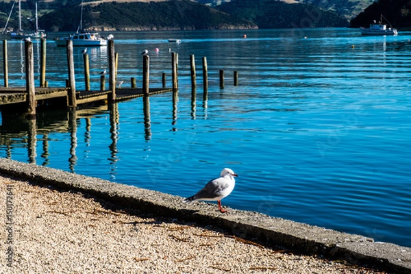 Fototapeta Bird on harbor