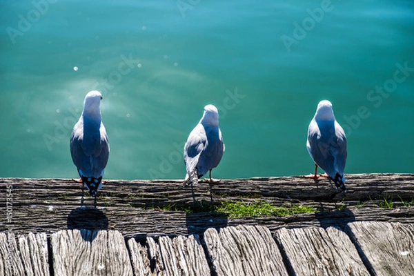 Fototapeta three birds 
