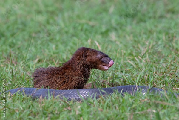 Fototapeta A mongoose is hunting snakes for its food