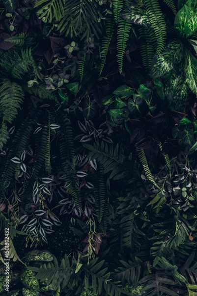 Obraz Group background of dark green tropical leaves. Green leaves pattern background. Green leaf texture,