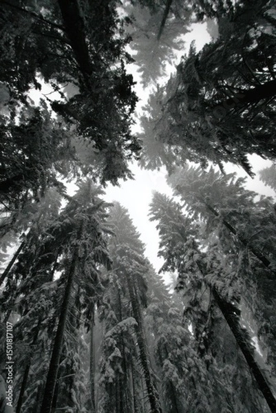 Fototapeta Winter Forest Canopy Gaze Black and White Upward View of Snow Covered Evergreen Trees in a Dense Woodland