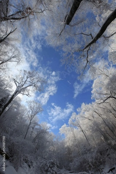 Fototapeta Winter Forest Canopy View from Below with Snow Covered Trees Against a Blue Sky with Clouds in a Vertical Composition