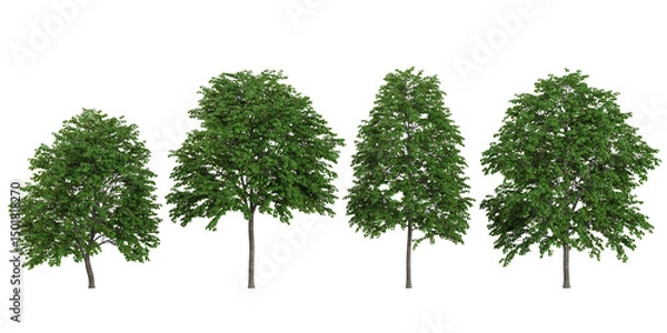 Fototapeta set of Bauhinia trees on transparent background