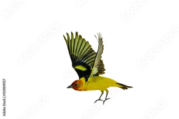 Fototapeta Western Tanager (Piranga ludoviciana), Photo, in Flight on a Transparent Isolated PNG Background